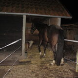 Foto van liesbeth,Turbo,Luna, Levi en Faith