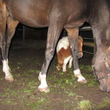Foto van liesbeth,Turbo,Luna, Levi en Faith