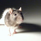 Muis mijn allereerste eigense maatje ;) 2001-2004