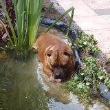 Foto van diane en tank