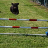 16/2011, wedstrijd natte neus,woopy 4de plaats, heel goed gelopen, 1…