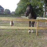Foto van liesbeth,Turbo,Luna, Levi en Faith