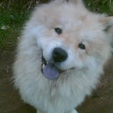 chow chow kruising uit neede