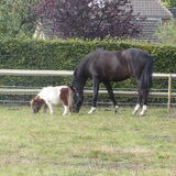 Foto van liesbeth,Turbo,Luna, Levi en Faith
