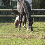 Foto van liesbeth,Turbo,Luna, Levi en Faith