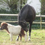 Foto van liesbeth,Turbo,Luna, Levi en Faith