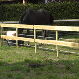 Foto van liesbeth,Turbo,Luna, Levi en Faith