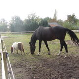 Foto van liesbeth,Turbo,Luna, Levi en Faith