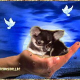 Hier is onze Amora. Ze is een chihuahua teefje wat erg klein blijft. Ze…