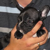 Onze pup "Bolle" bij de fokker thuis toen hij nog 7 weken oud was.