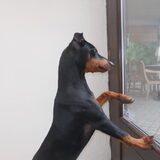 Foto van Marleen , Blacky & Justy