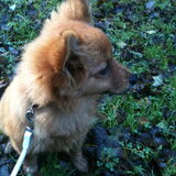 Herfst foto(L)