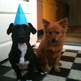 Samen Jip&Vos