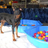 Foto van Marleen , Blacky & Justy