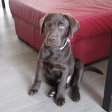 Eventjes poseren voor de foto... (12 weken oud)