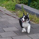 Rennen met het vrouwtje, wel leuk die oren zo flapperen!