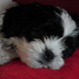 dit is mijn puppy ik mis hem zo hij leeft gelukkig nog maar ik mis hem…