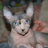 Op 21 oktober 2011 is "Smeagol" bij ons komen wonen,een sphynx katertje