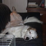 de luilak