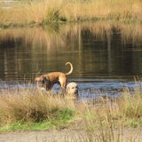 Foto van liesbeth,Turbo,Luna, Levi en Faith