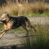 Foto van liesbeth,Turbo,Luna, Levi en Faith
