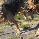 Foto van liesbeth,Turbo,Luna, Levi en Faith