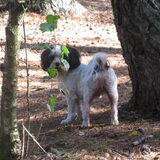 Foto van liesbeth,Turbo,Luna, Levi en Faith