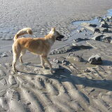 Cleo met tegenwind tijdens een strandwandeling