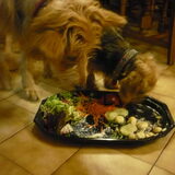 Foto van Muis,Vera, Papadopoulos, Odette, Annabelle en Ciska (Terra+, Dinky+, Saltarin+, Sam+, Zara+, Paco+)