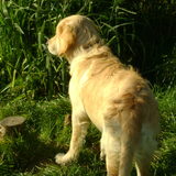 kleine ben in de polder