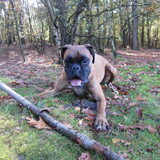 Foto van liesbeth,Turbo,Luna, Levi en Faith