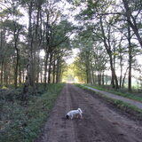 Foto van liesbeth,Turbo,Luna, Levi en Faith