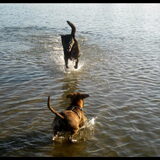 Baco in aktie