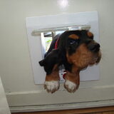 Droopy wil net als de kat door het kattenluik, maar of dit lukt.....?