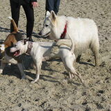 Foto van alex en lady