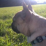 Diablo, lekkere bulleman.