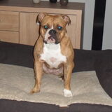 Zazou