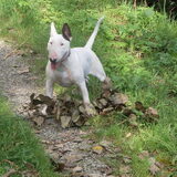 Foto van Bulls I