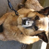 Onze lieve Misha.. Wij hebben haar via stichting AAI, ze was 9 toen ze…