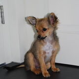 onze kleine meid, hier alweer 13 weken.