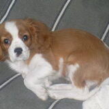Onze pup 11 weken oud. We zullen je missen (L)