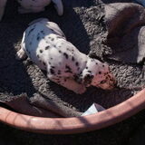 Foto van astrid