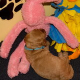 Met knuffel