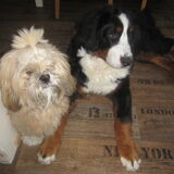 Foto van sandra, elmo & denzel