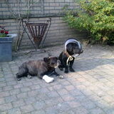 Maartje en Sep samen zomer 2011 - Maartje geblesseerd aan haar pootje…