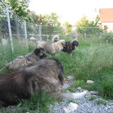 De Kaukazen van onze Kennel of "CASMALU" Belgie www.casmalu.be