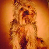 m,n 1ste hondje rocky ...18 jaar geworden ..