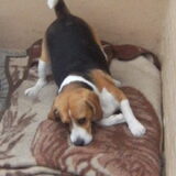 dolle 5 minuten, even gek doen kan onze puppy ook, haha!!