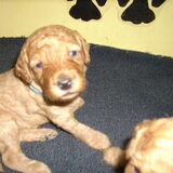 Lieverd
