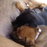 Foto van Joyce, Koda, Skippy en Beertje:)